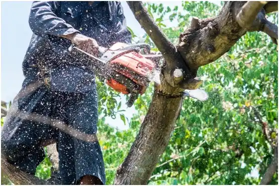 tree services Millcreek